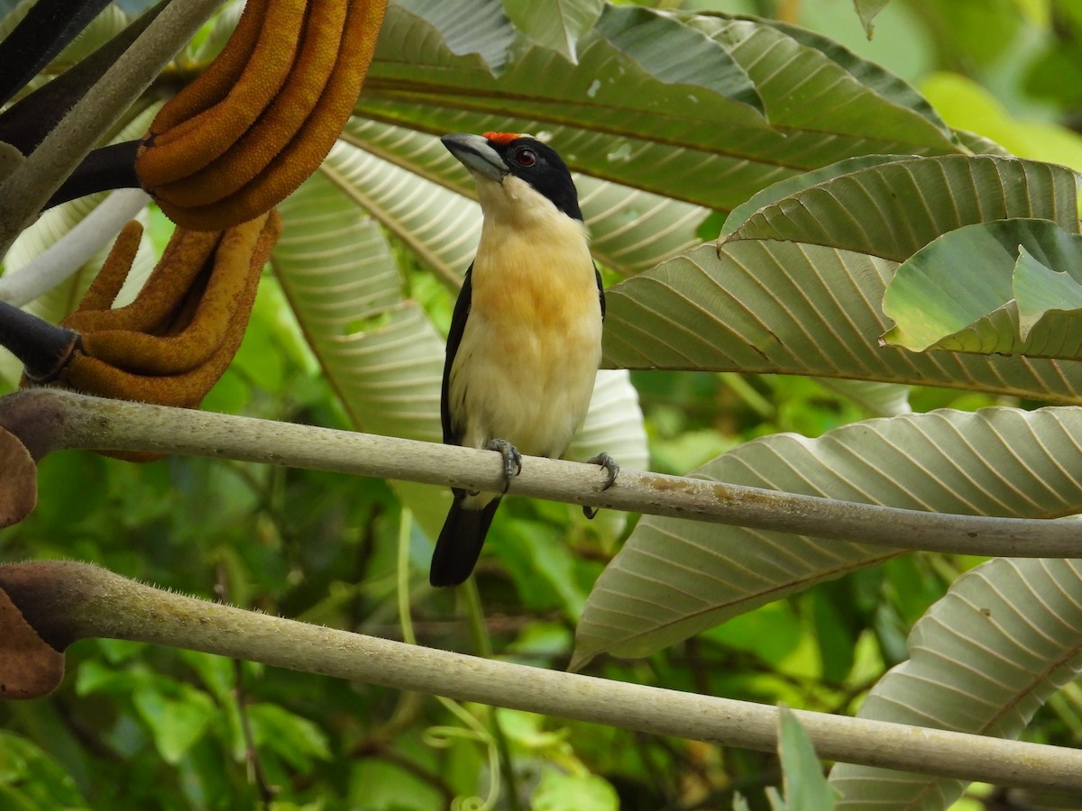 Orange-fronted Barbet - ML621653778