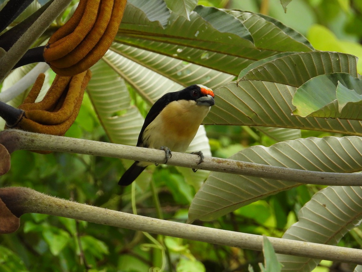 Orange-fronted Barbet - ML621653779