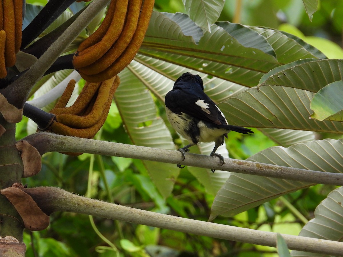 Orange-fronted Barbet - ML621653780