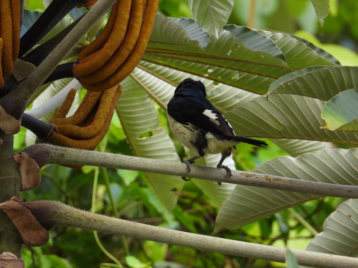 Orange-fronted Barbet - ML621653781