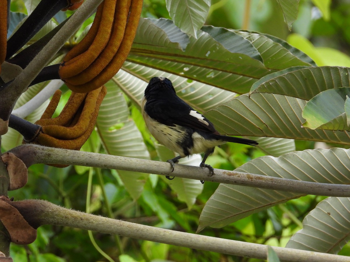 Orange-fronted Barbet - ML621653782