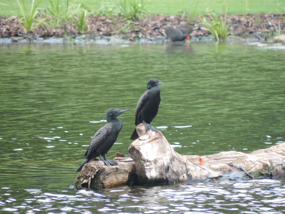 Little Black Cormorant - ML621653784