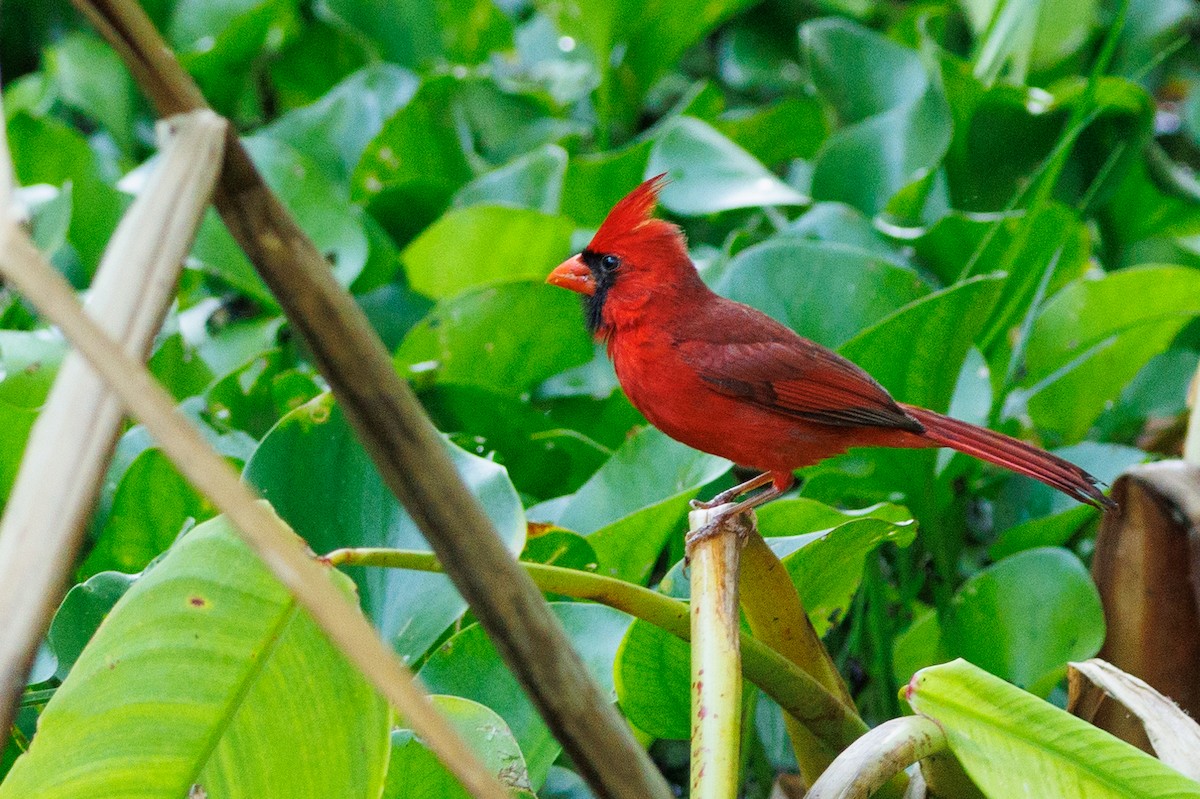 Cardenal Norteño - ML621653815