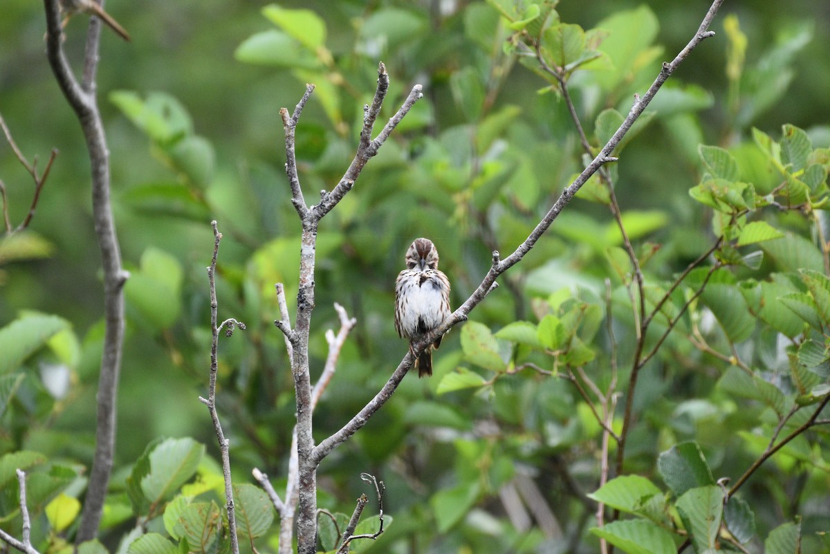 Song Sparrow - Garry Waldram