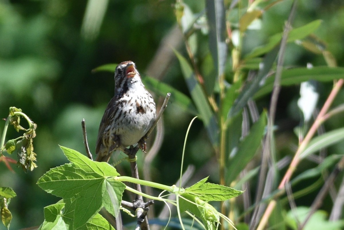 Song Sparrow - ML621653838