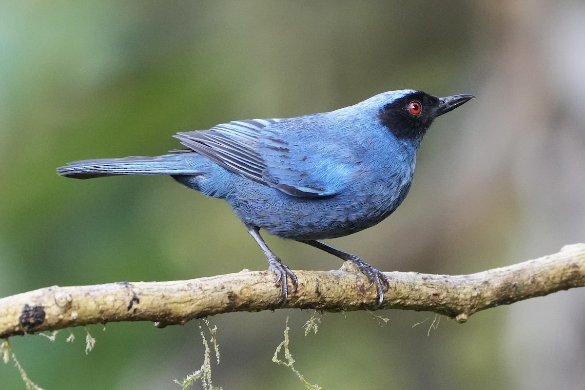 Masked Flowerpiercer - ML621653889