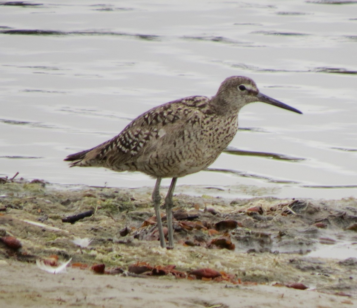Willet - ML62165391