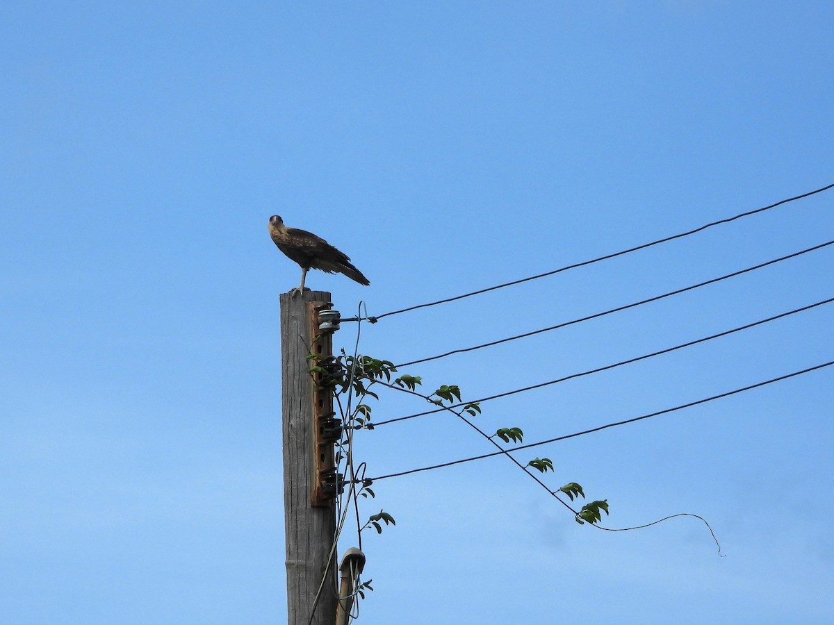 Crested Caracara (Northern) - ML621653933