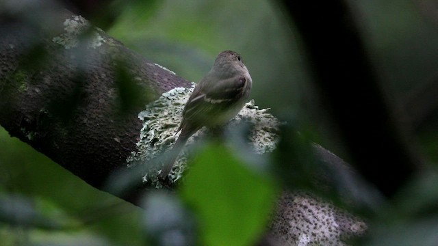 Acadian Flycatcher - ML621653937