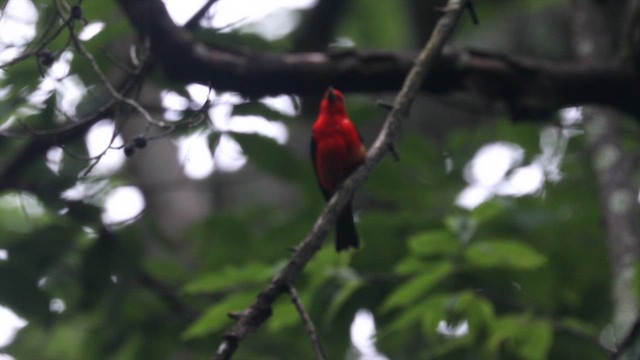 Scarlet Tanager - ML621653943