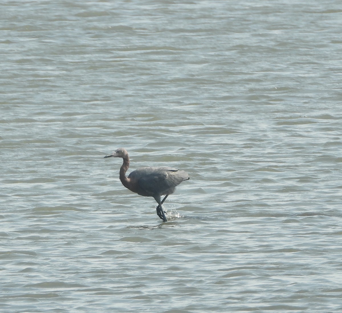 Reddish Egret - ML621653948