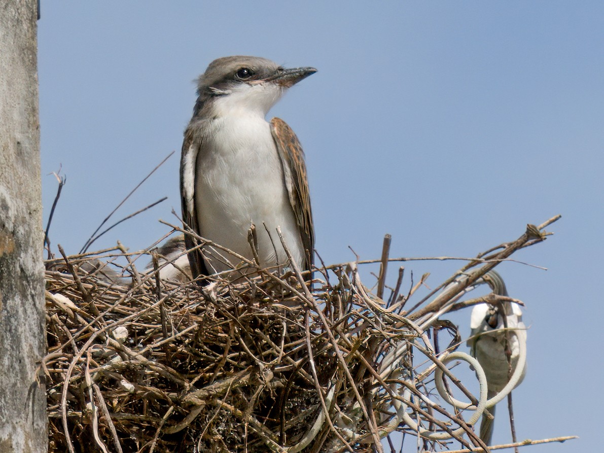 Gray Kingbird - ML621653953