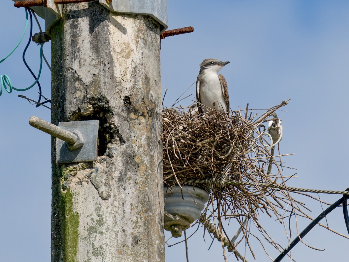 Gray Kingbird - ML621653954