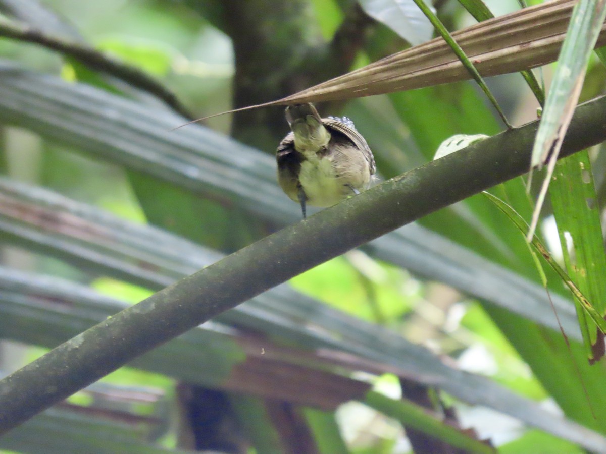 Spot-crowned Antvireo - Alan  Troyer