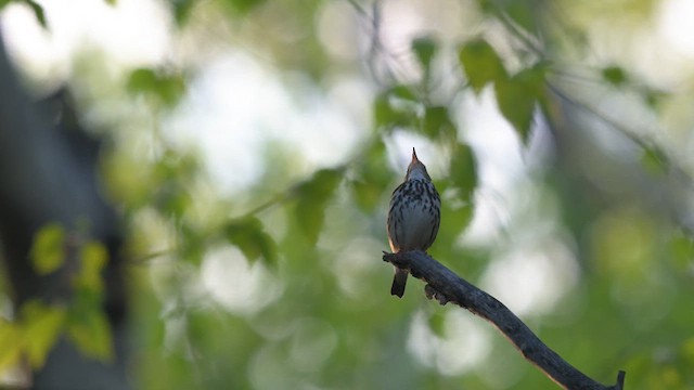 Paruline couronnée - ML621654005