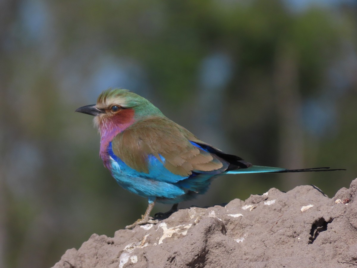 Lilac-breasted Roller - ML621654009