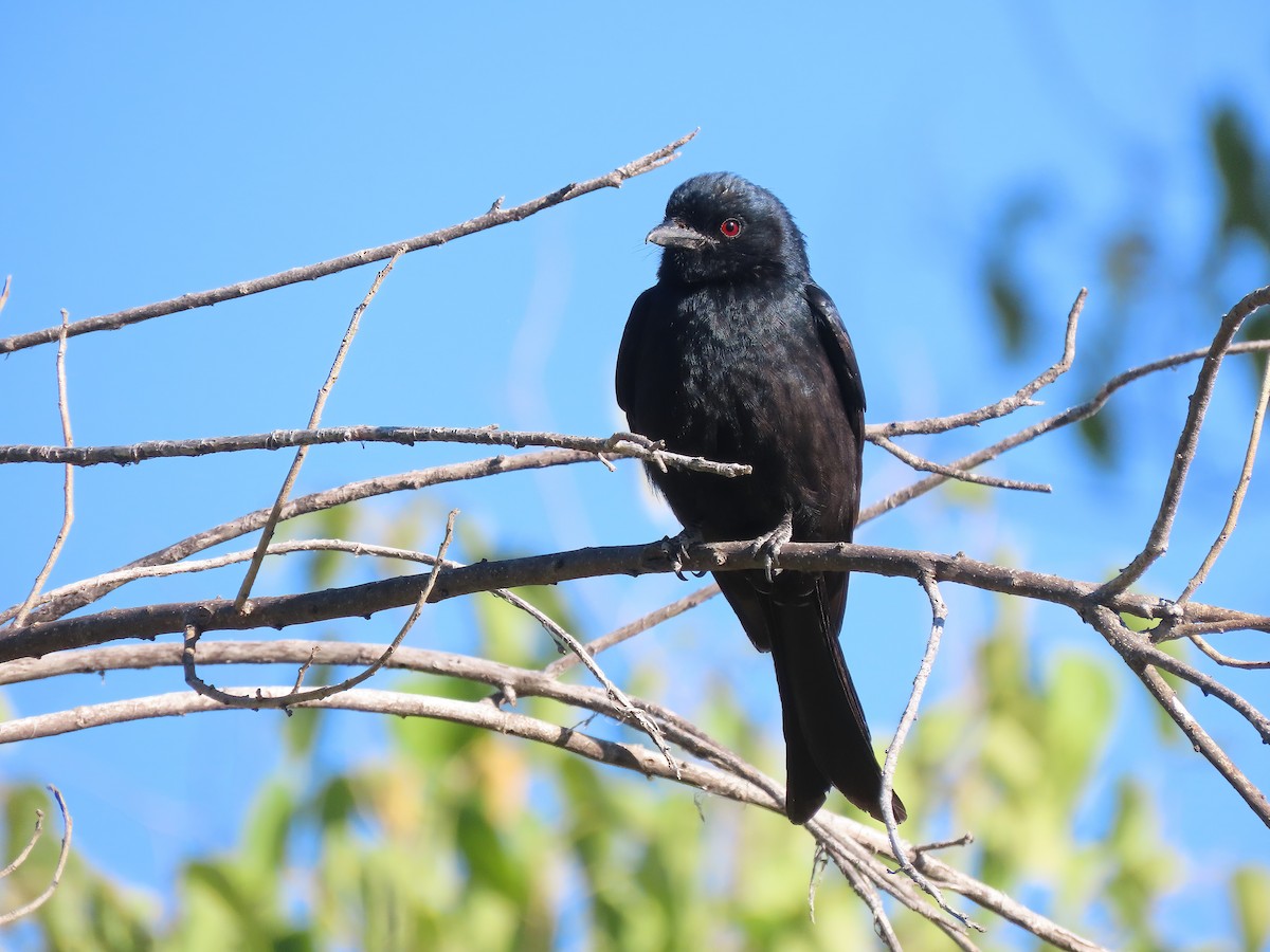 Fork-tailed Drongo - ML621654011