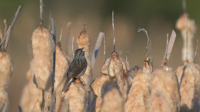 Lincoln's Sparrow - ML621654027