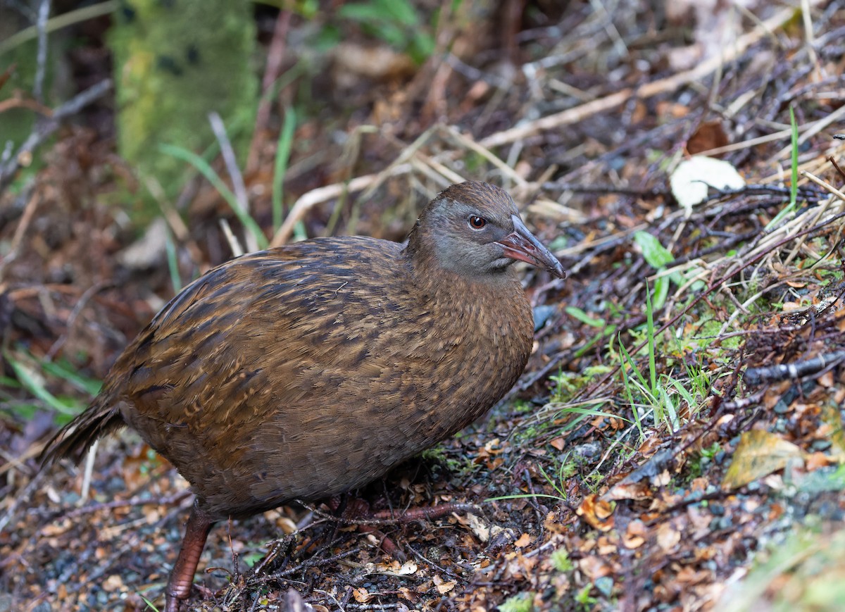 Weka - ML621654033