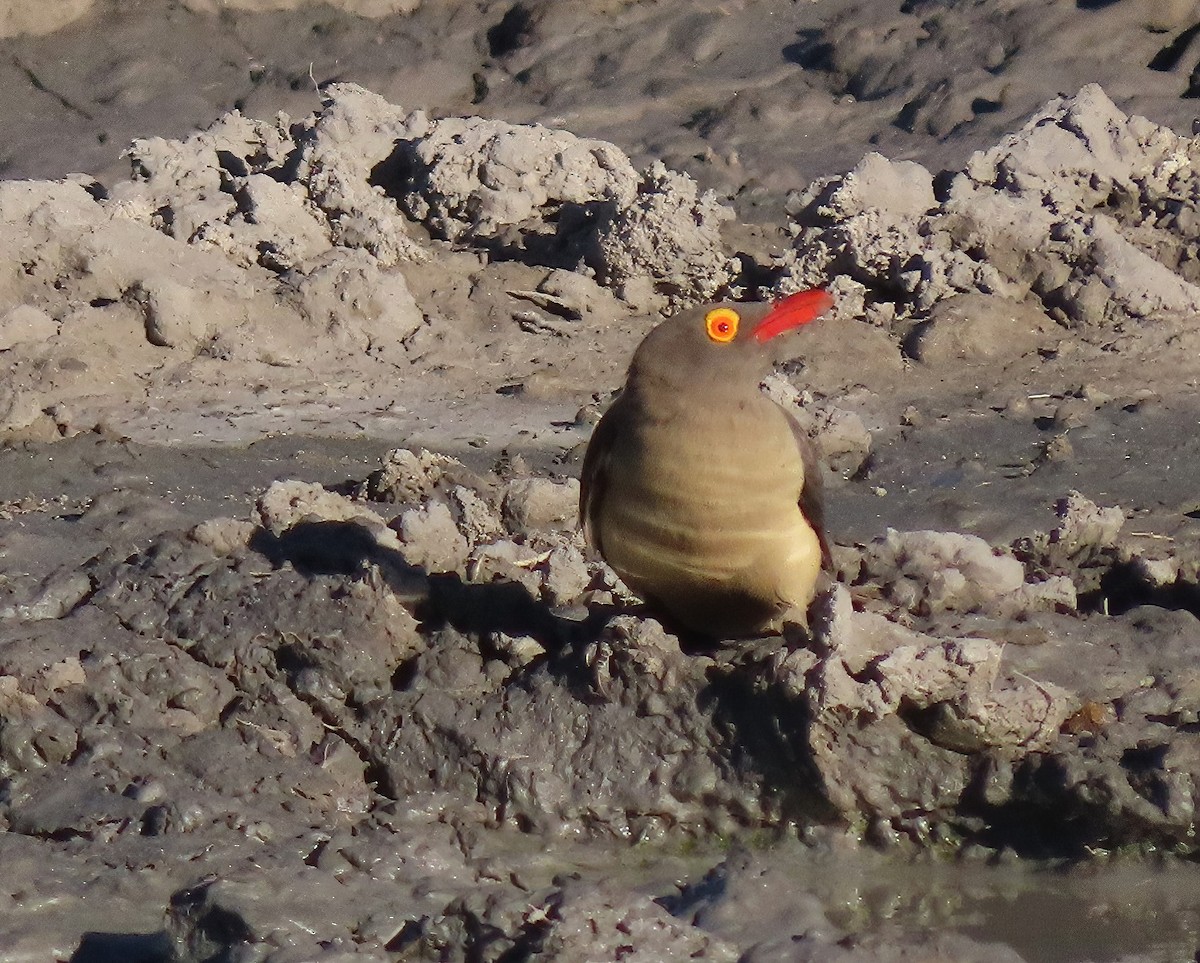 Red-billed Oxpecker - ML621654044
