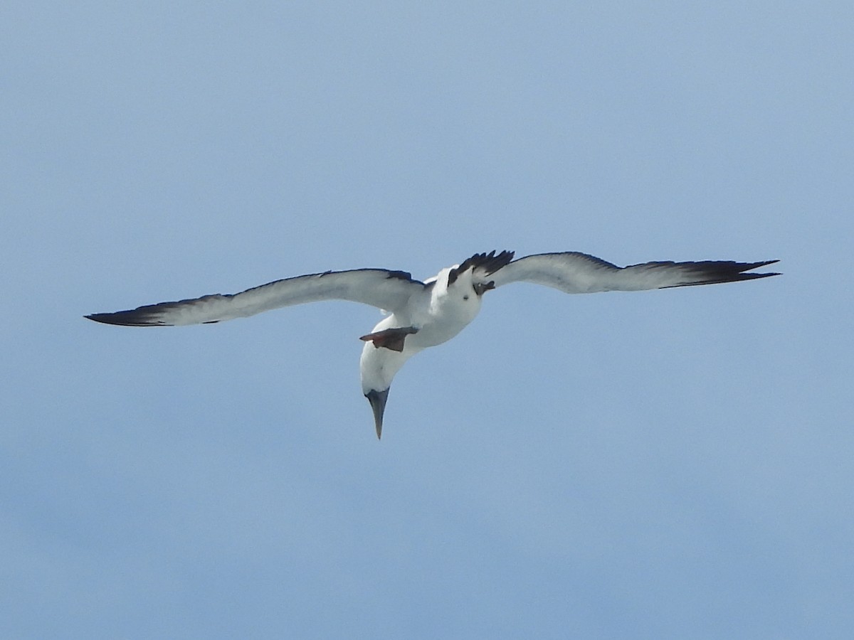 Brown Booby - ML621654062