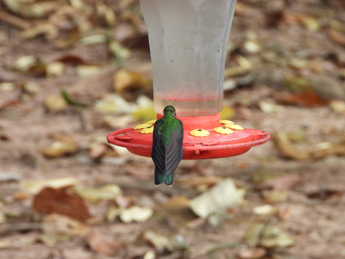 Gray-breasted Sabrewing - ML621654068