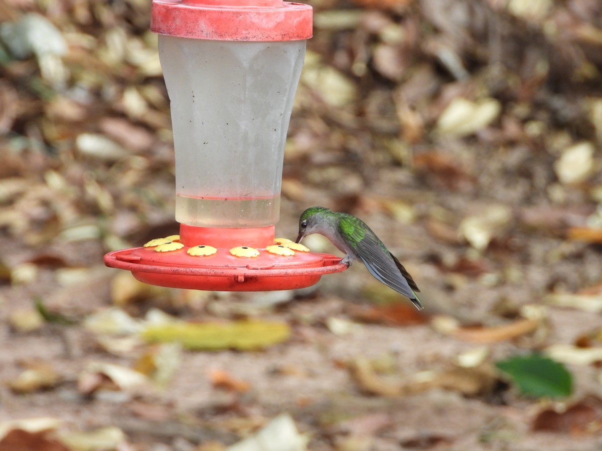 Gray-breasted Sabrewing - ML621654069