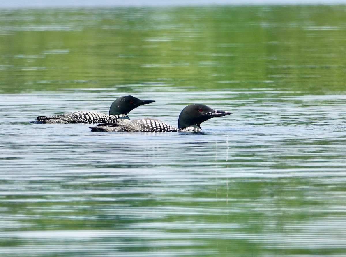 Common Loon - ML621654094