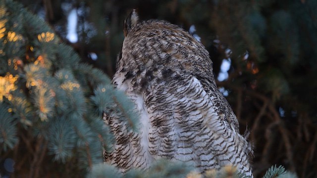 Great Horned Owl - ML621654098