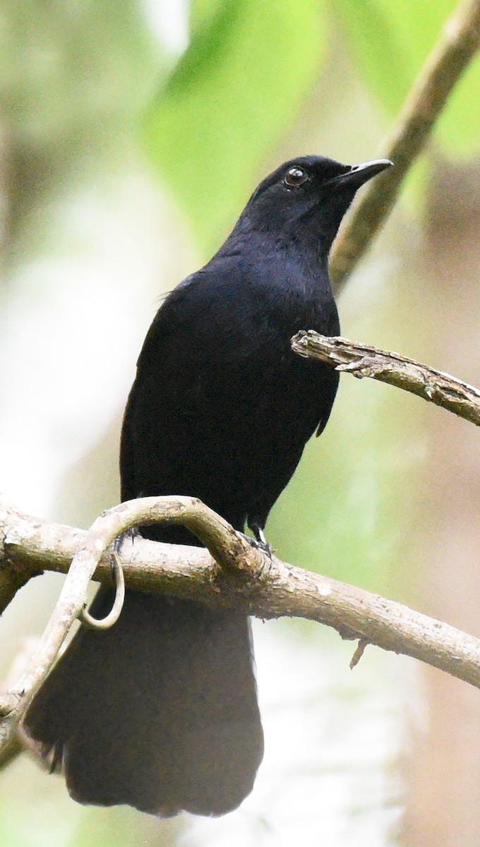 Black Catbird - ML621654102