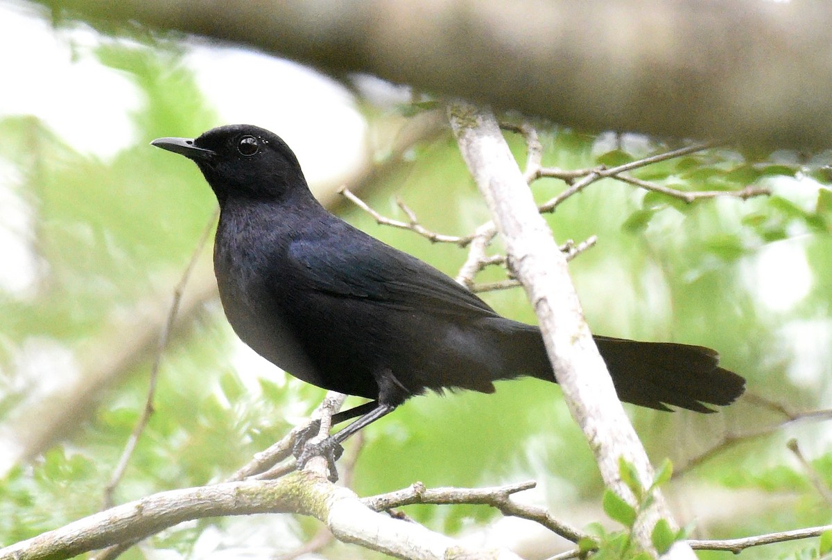 Black Catbird - ML621654103