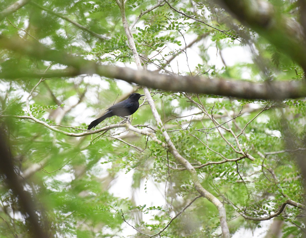 Black Catbird - ML621654104