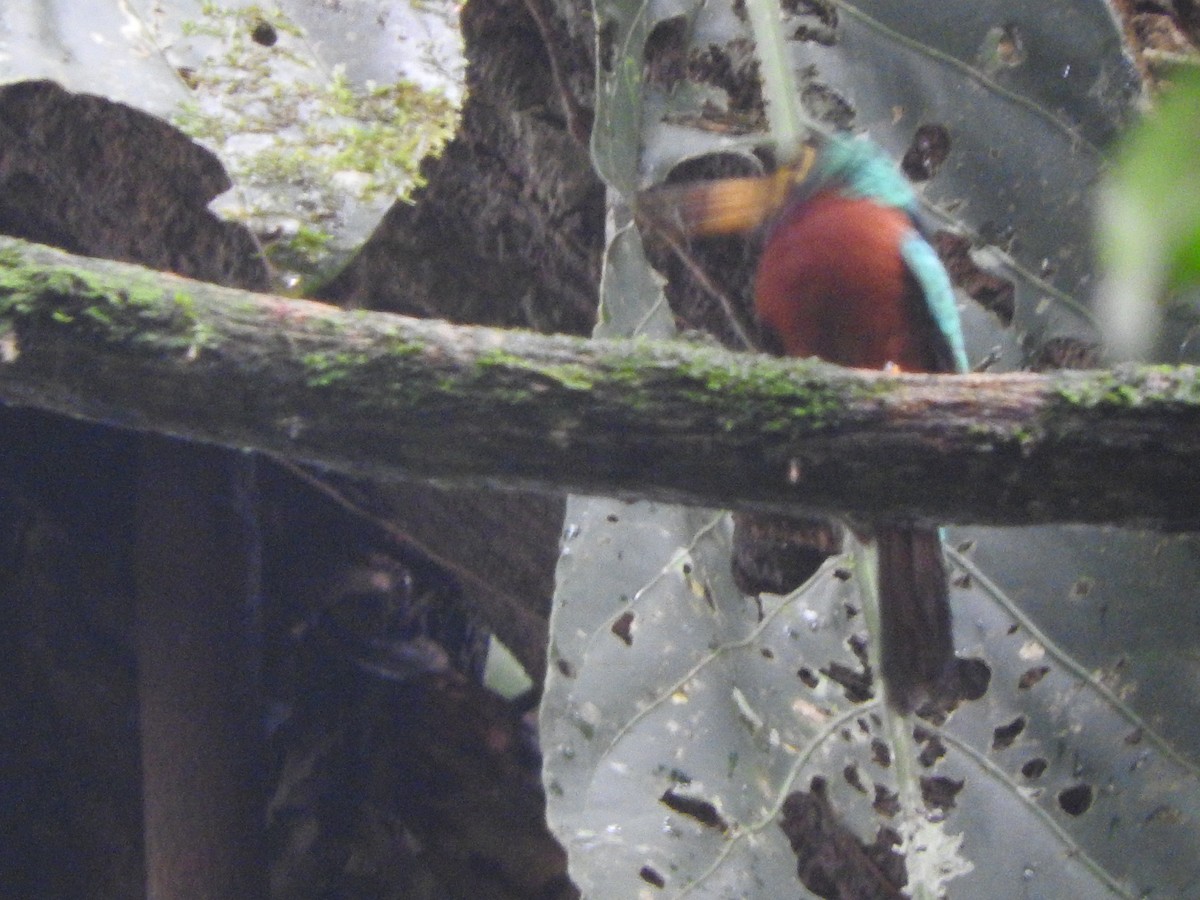 Yellow-billed Jacamar - ML621654106