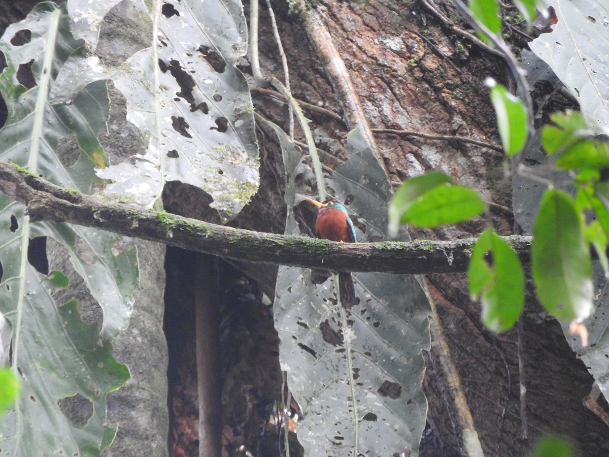 Yellow-billed Jacamar - ML621654107