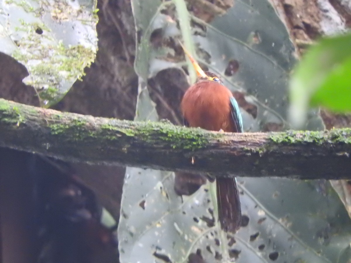 Yellow-billed Jacamar - ML621654108