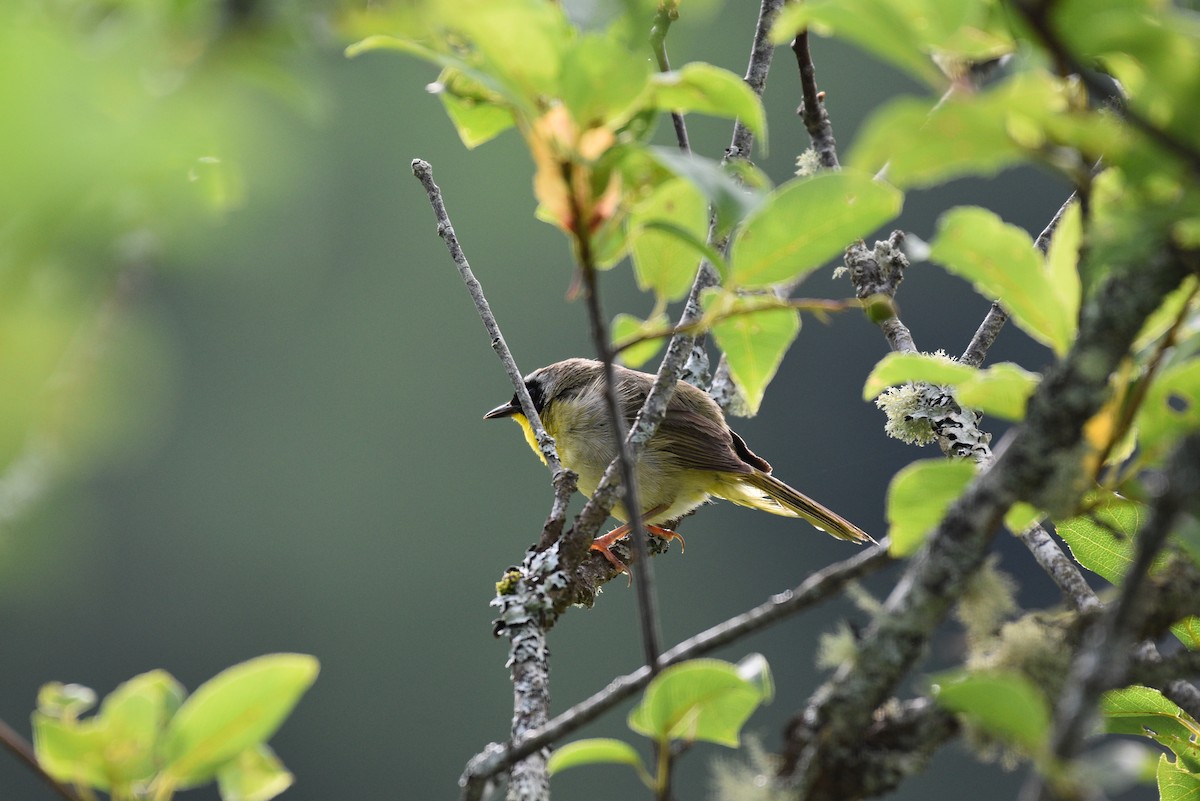 Common Yellowthroat - ML621654112