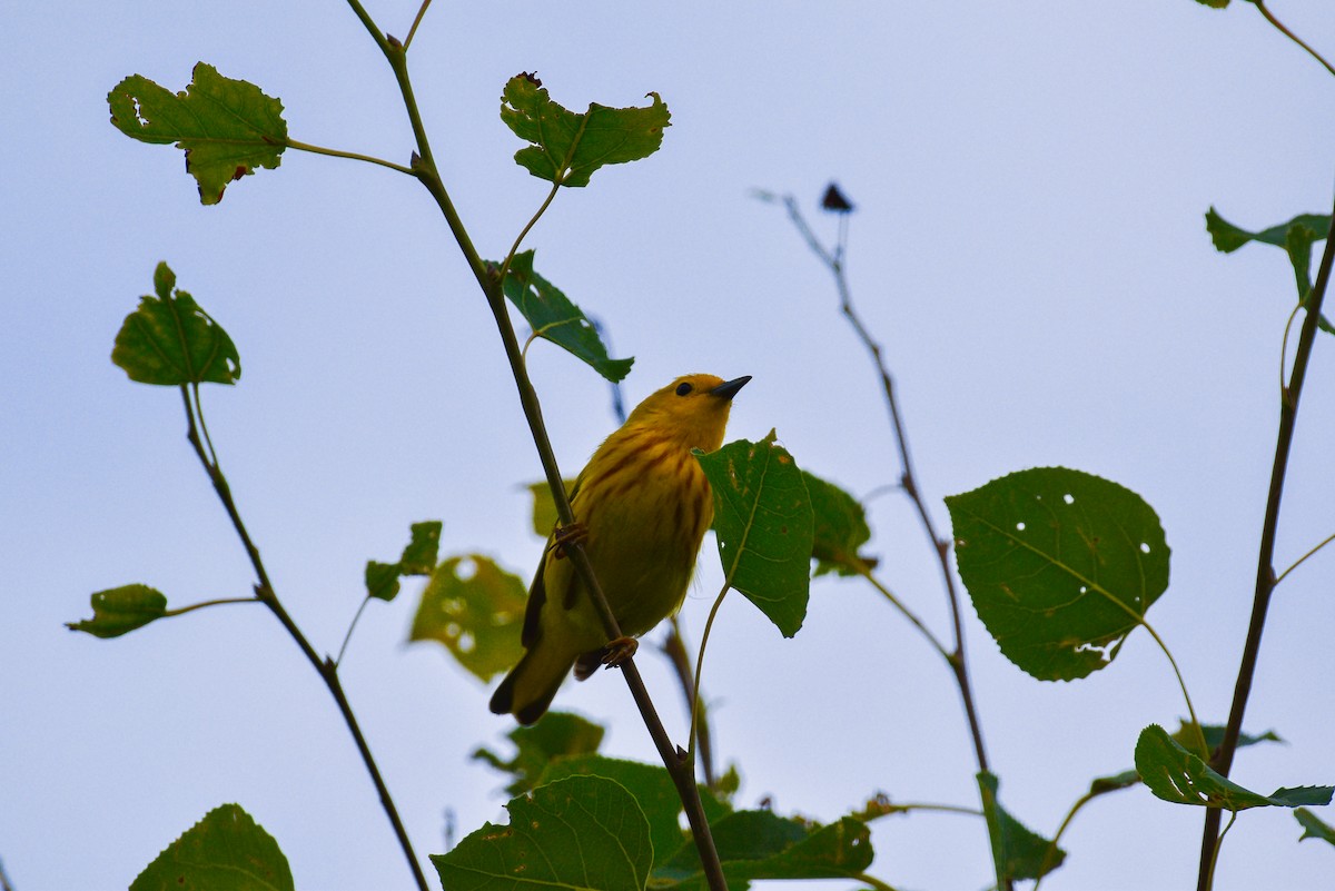 Yellow Warbler - ML621654118