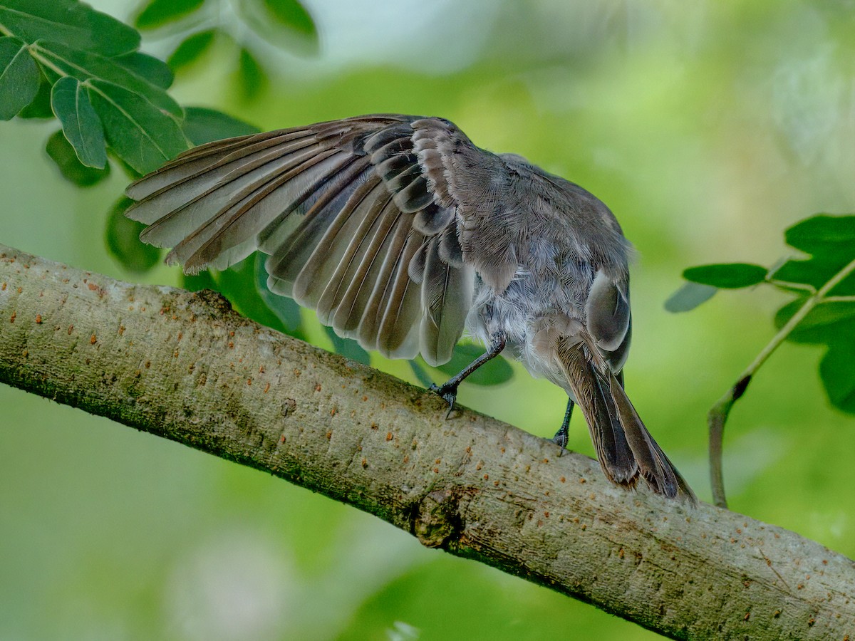 Puerto Rican Flycatcher - ML621654127