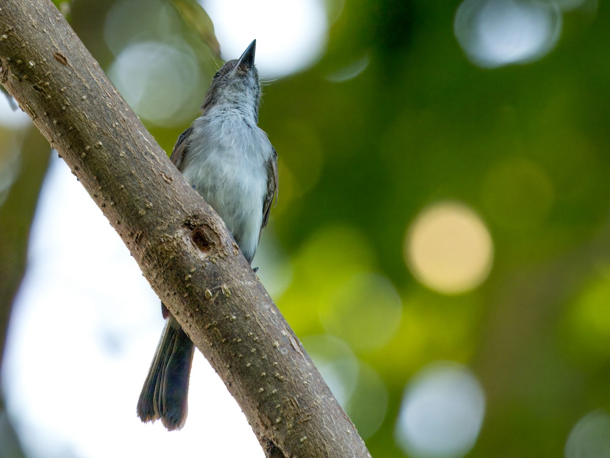 Puerto Rican Flycatcher - ML621654128