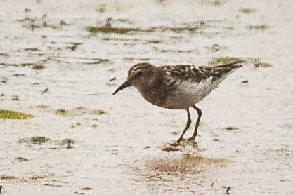 Least Sandpiper - ML621654152