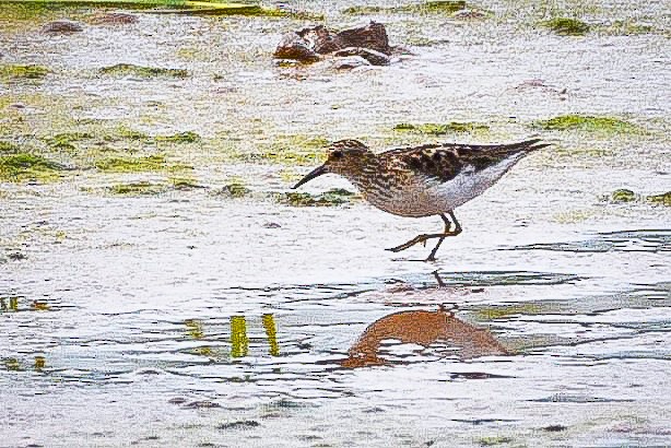 Least Sandpiper - ML621654153