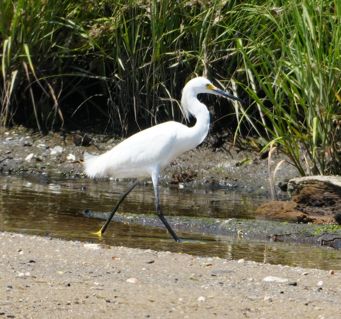 Great Egret - ML621654187