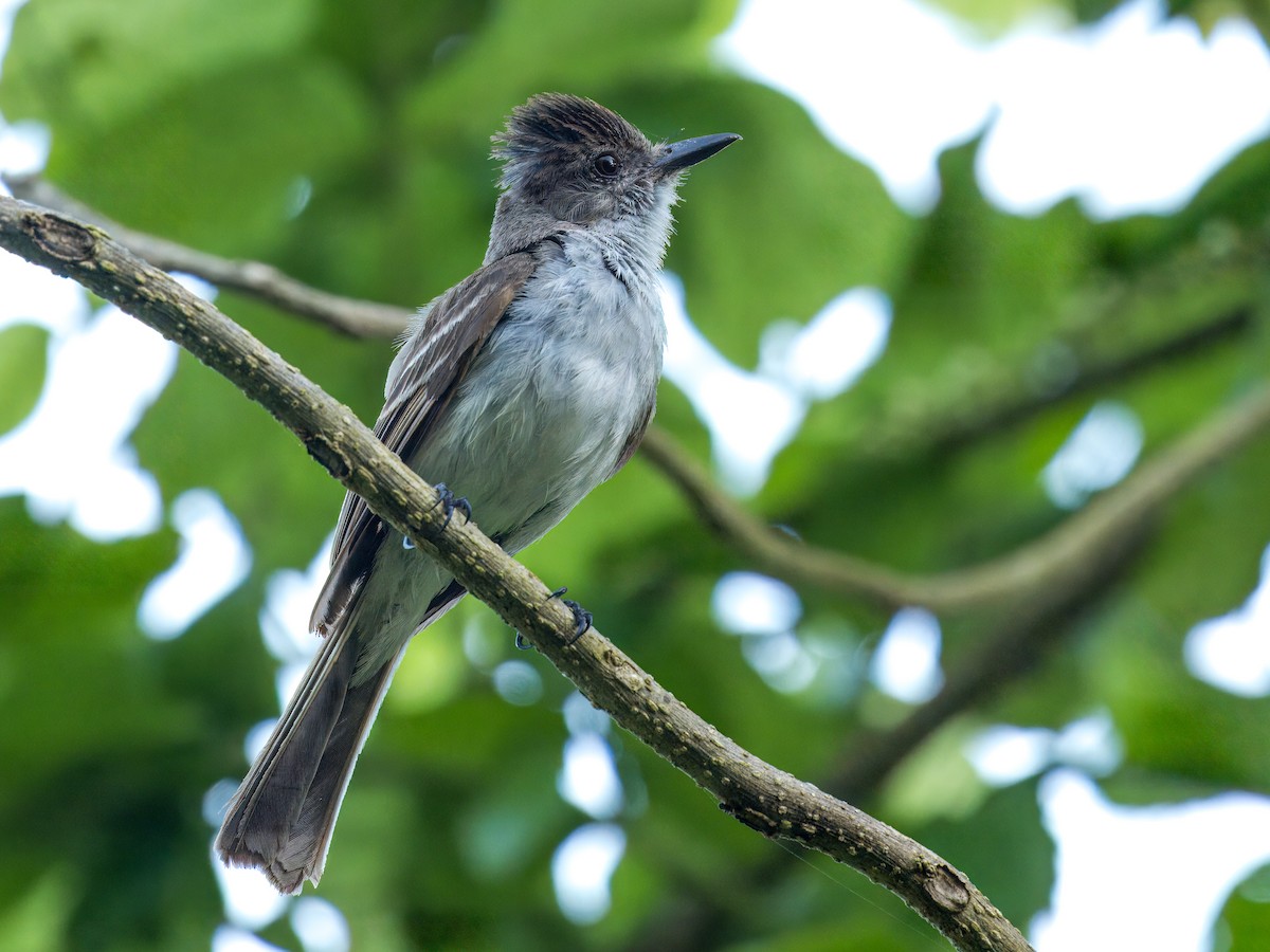 Puerto Rican Flycatcher - ML621654201