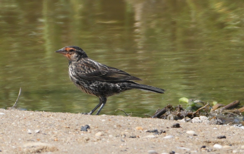 Red-winged Blackbird - Melody Ragle