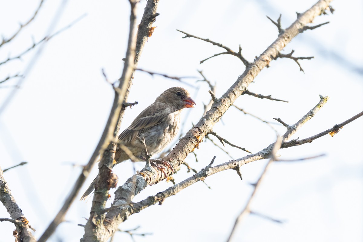 House Finch - ML621654261
