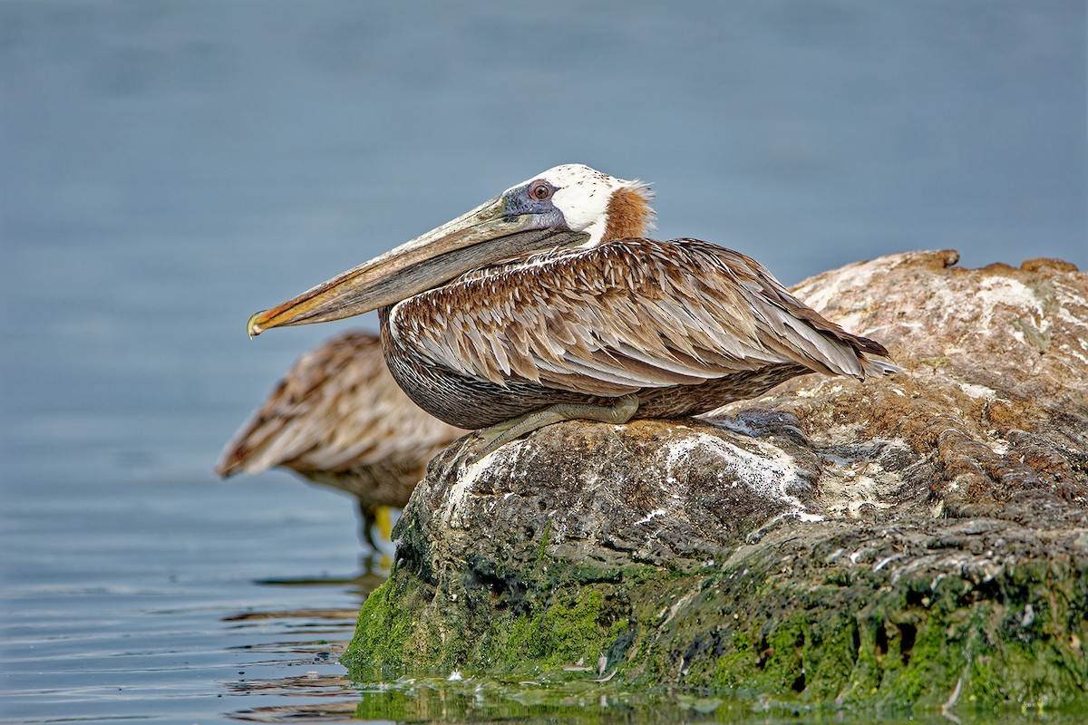 Brown Pelican - ML621654313