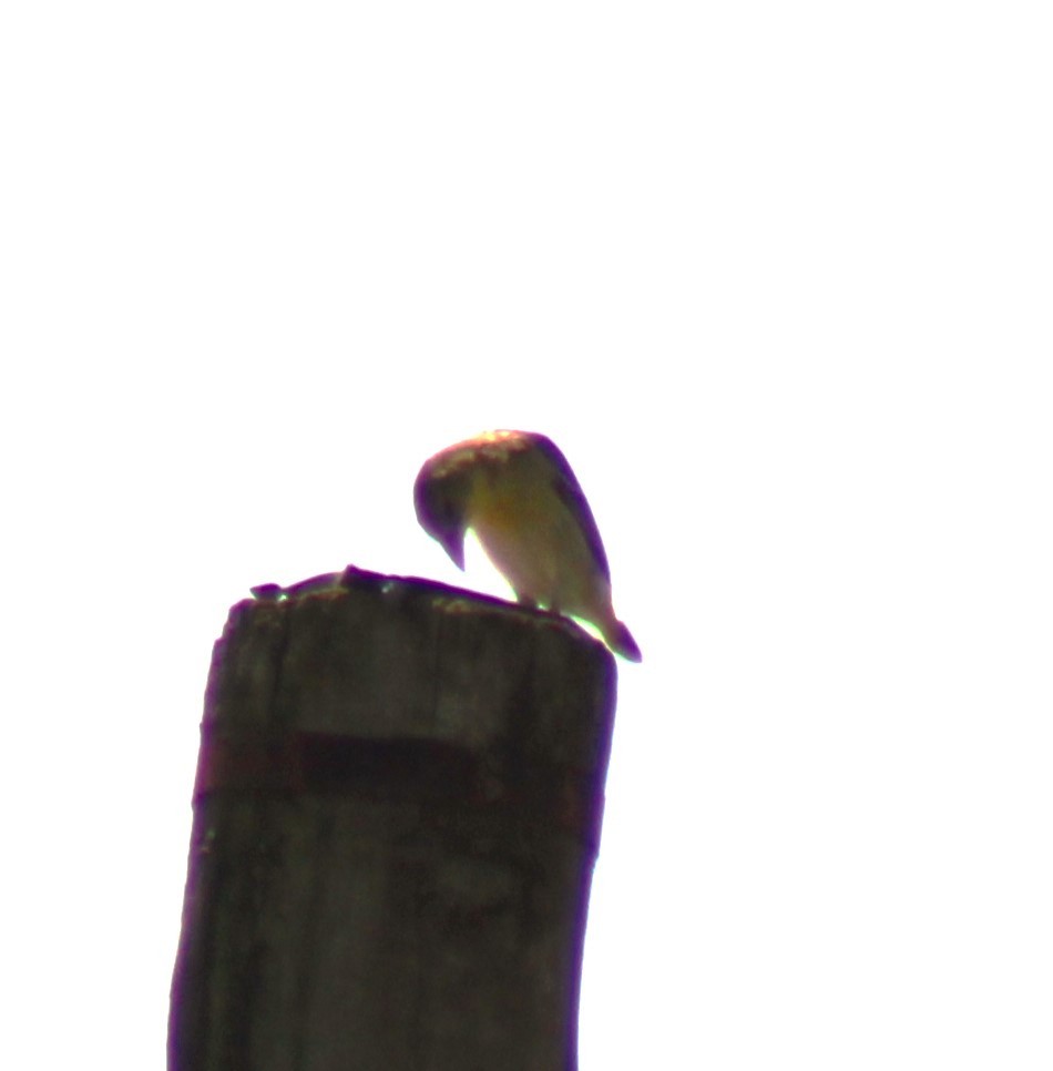 Red-billed Quelea - ML621654359