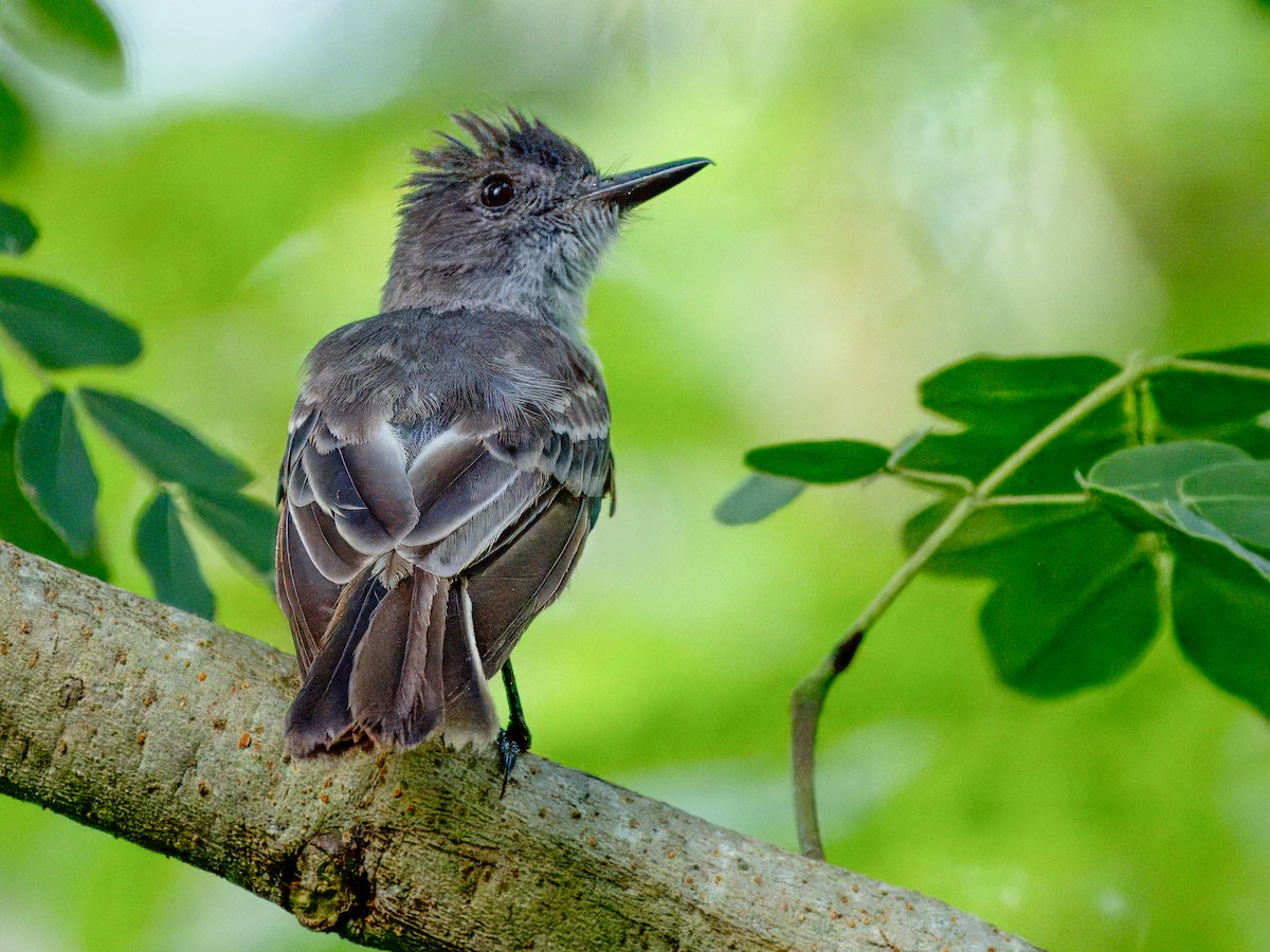 Puerto Rican Flycatcher - ML621654363