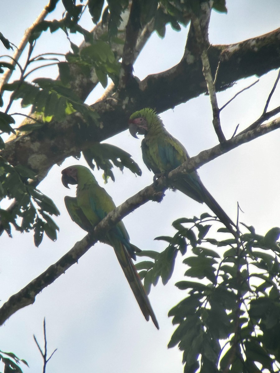 Great Green Macaw - ML621654388