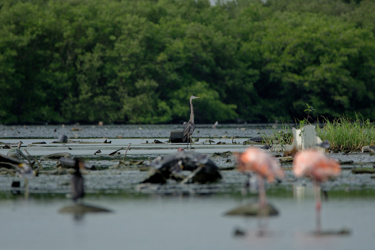 Great Blue Heron - ML621654404